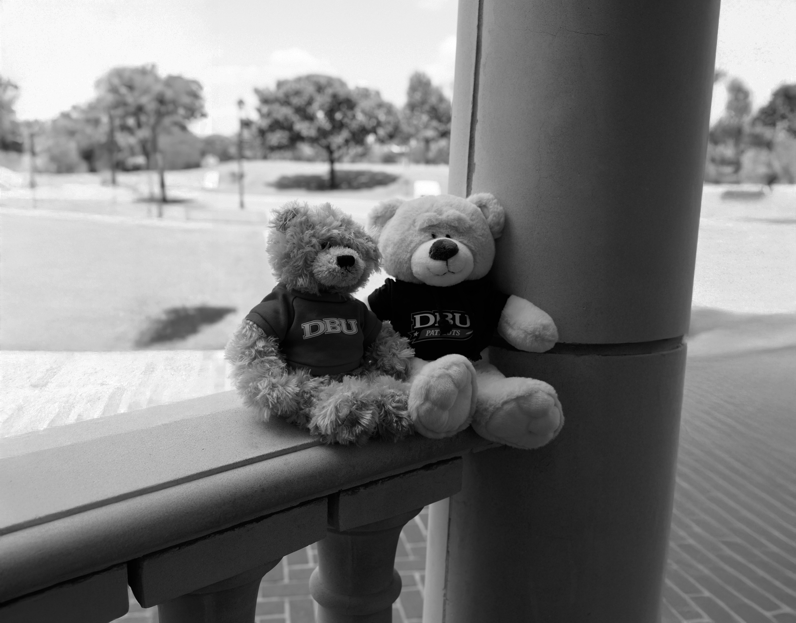 Two teddy bears wearing DBU shirts sitting on a railing with a park in the background.